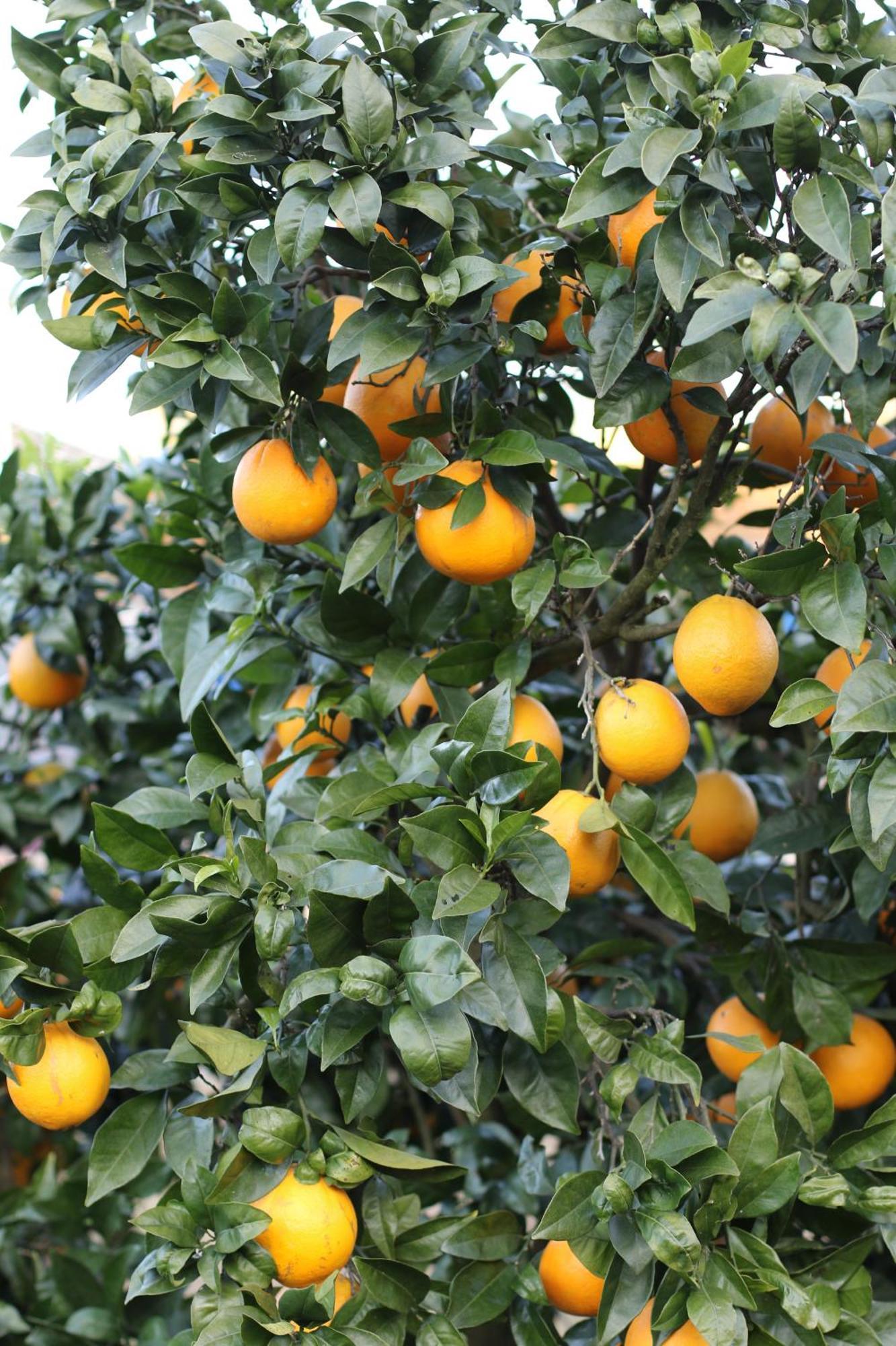 Zambujal Sesimbra